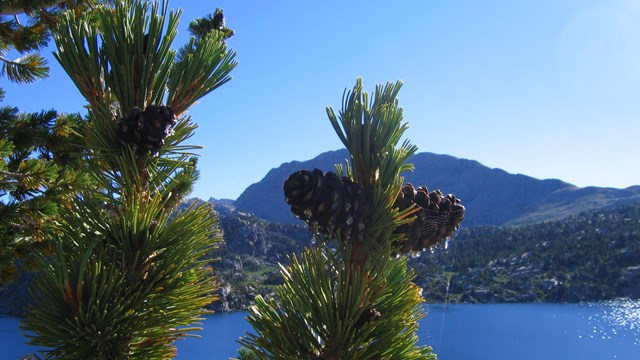Whitebark pine cones at the top of a branch, with lake in the background.