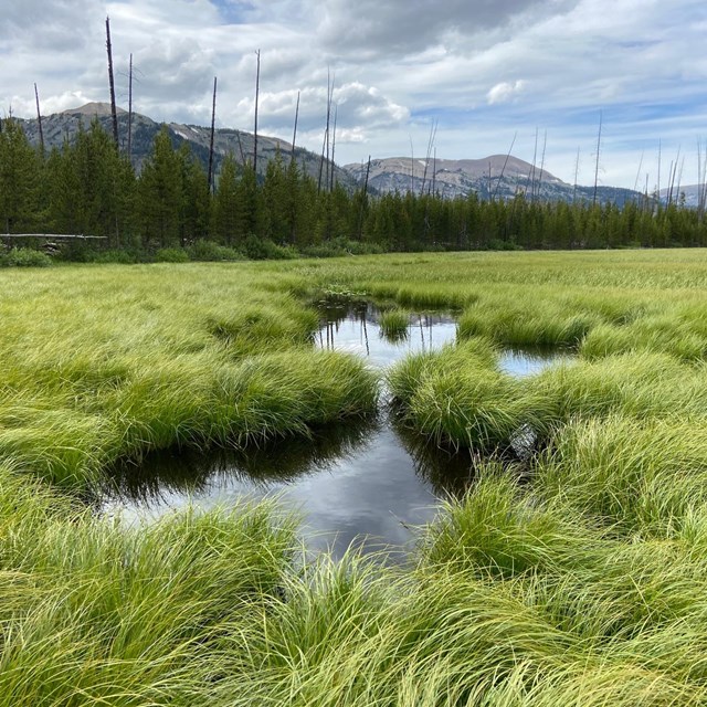Lush deep grass hangs over a shallow pond, with forest and mountains in the background.