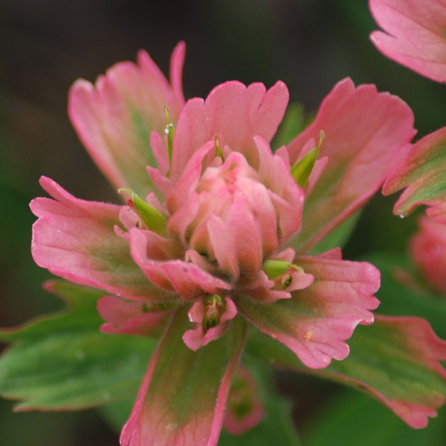Pink flower with greenish color on its lower petals.