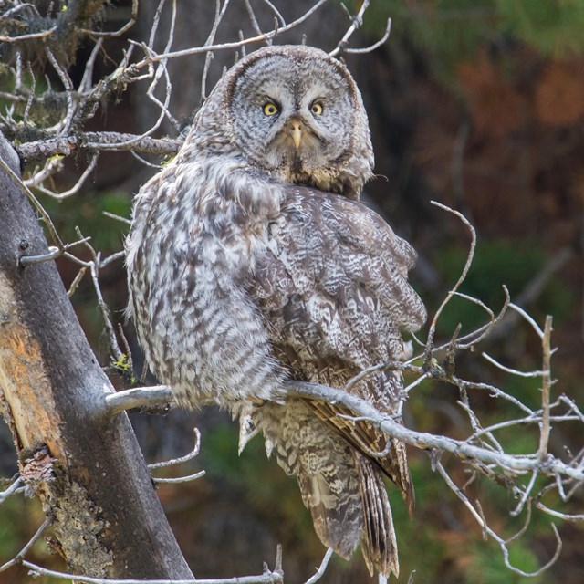 Brown streaked owl with yellow eyes perched on branch.