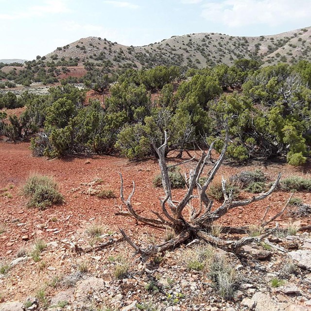 Red soil and green shrubs on dry landscape.