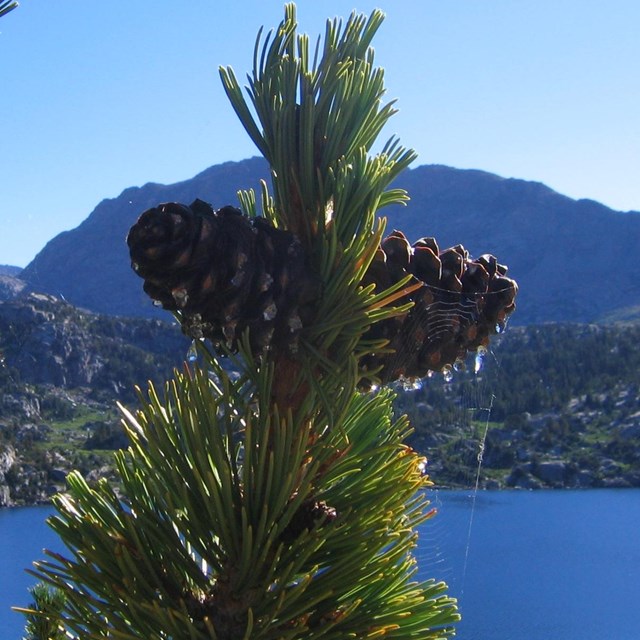 Whitebark pine cones at the top of a branch, with lake in the background.