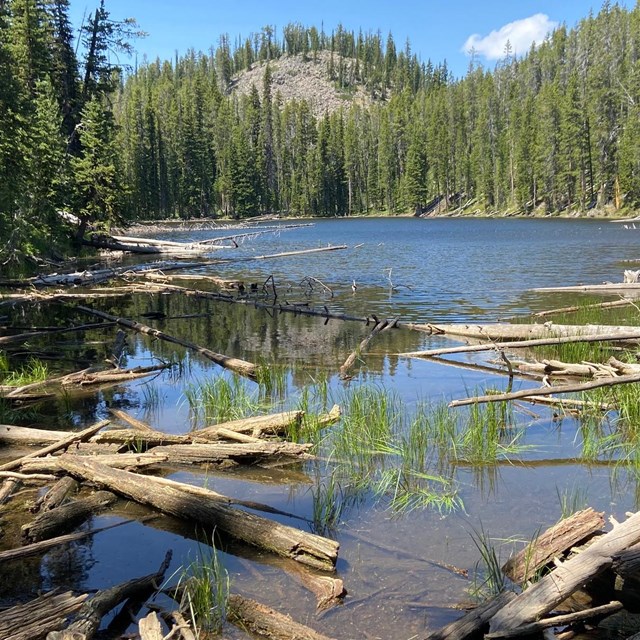 Lake in the dense forest with woody debris piled up in foreground. 