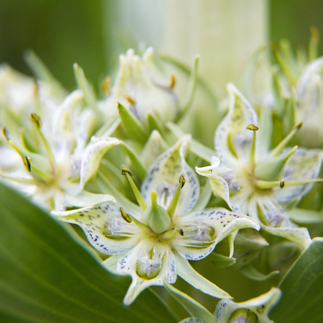 Close up of greenish-white flower with purple specks on its petals.