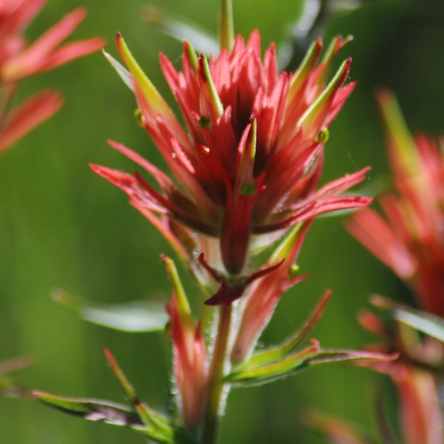 Salmon-red Indian paintbrush flowers