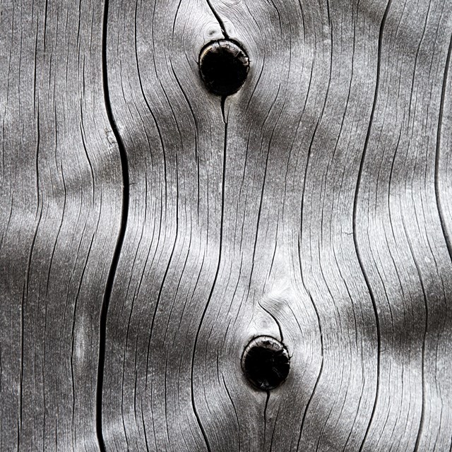 Weathered, silver bark on a dead lodgepole pine tree
