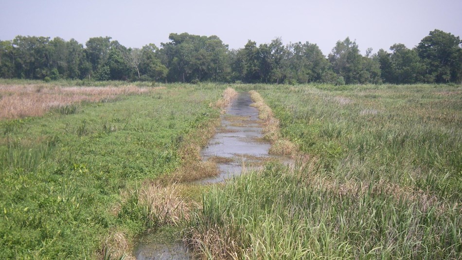 Sweetgrass
