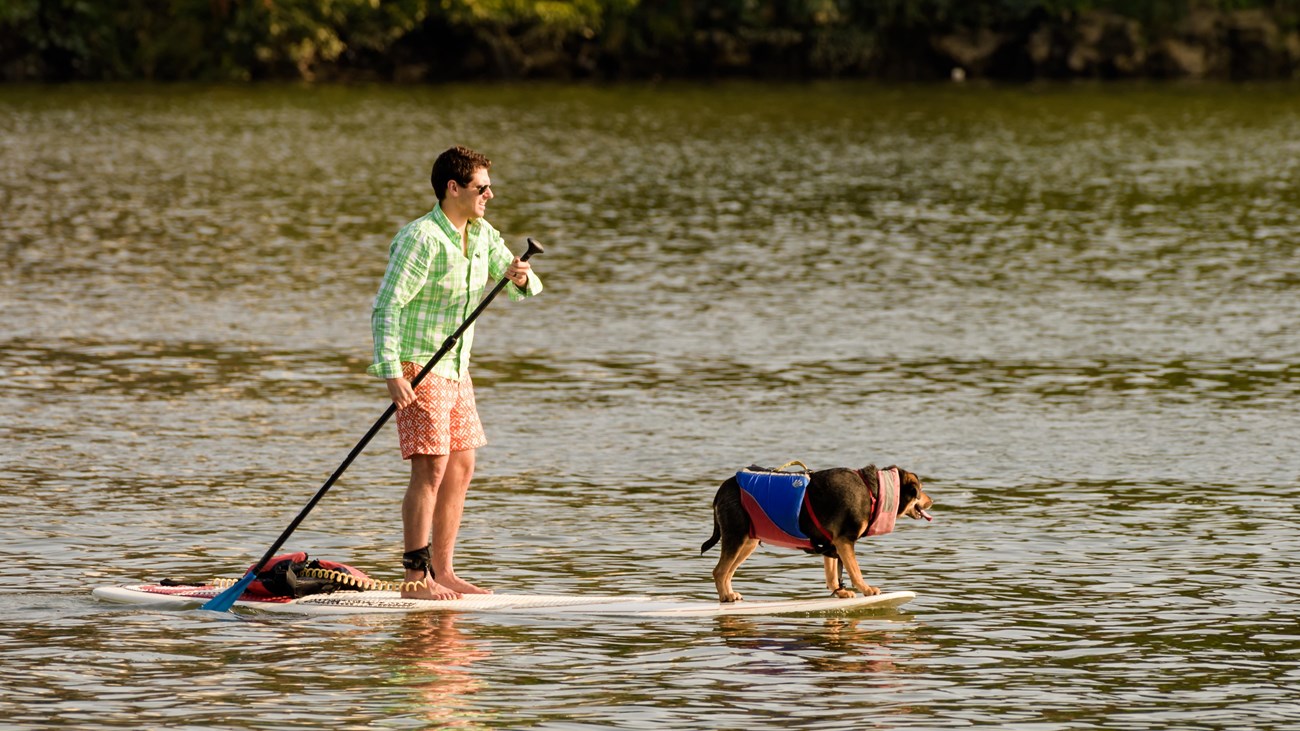 are dogs allowed on beach at national live oaks