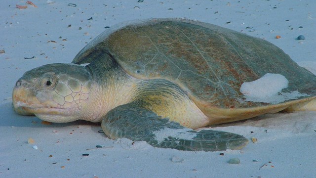 Kemps Ridley Sea Turtle on sand.