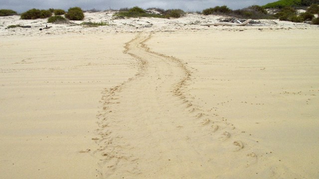 Sea Turtle tracks lead up a sandy beach away from the camera.