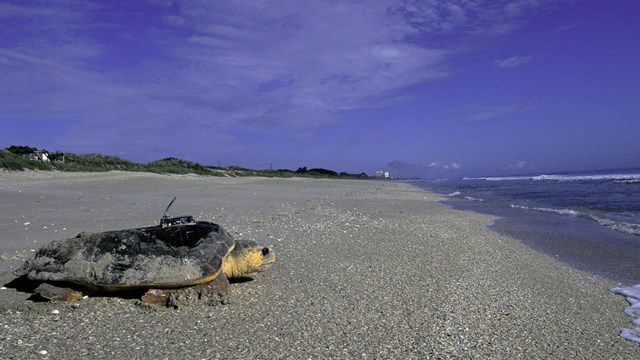 A loggerhead sea turtle with a tracker device attached moves along a sand beach toward water.