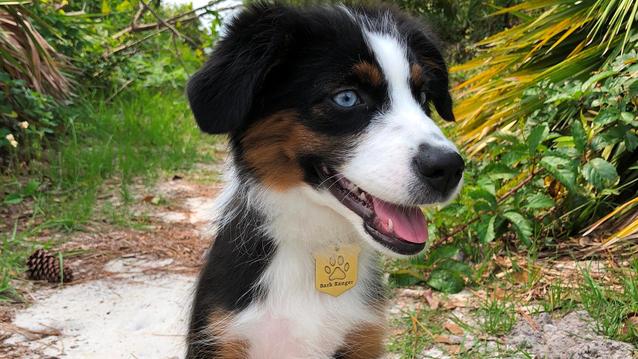 are dogs allowed on beach at national live oaks