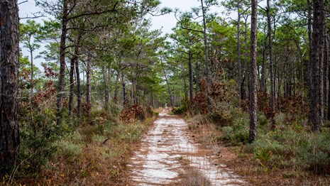 A sandy path winds lined with pine needles trails into the forest.