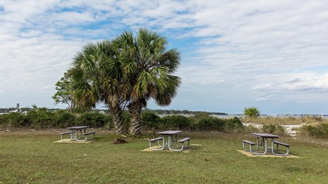 Three picnic tables sit in a grassy area under a palm tree.