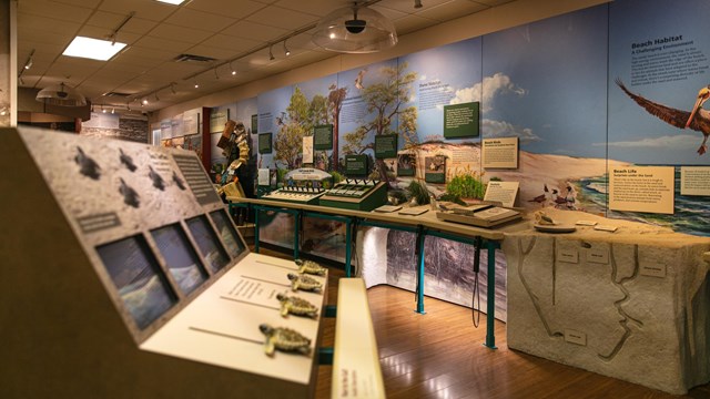 The inside of a discovery center with an exhibit on sea turtles.