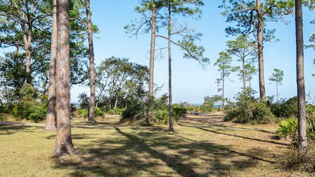 are dogs allowed on beach at national live oaks