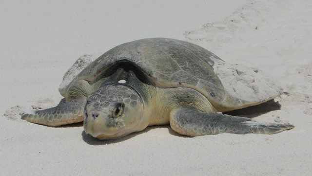 Kemp's Ridley craws through the sand.