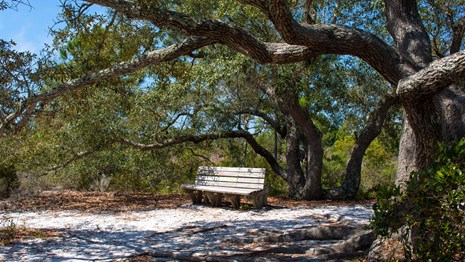 A bench sits under the shade of a tree on a sandy trail.