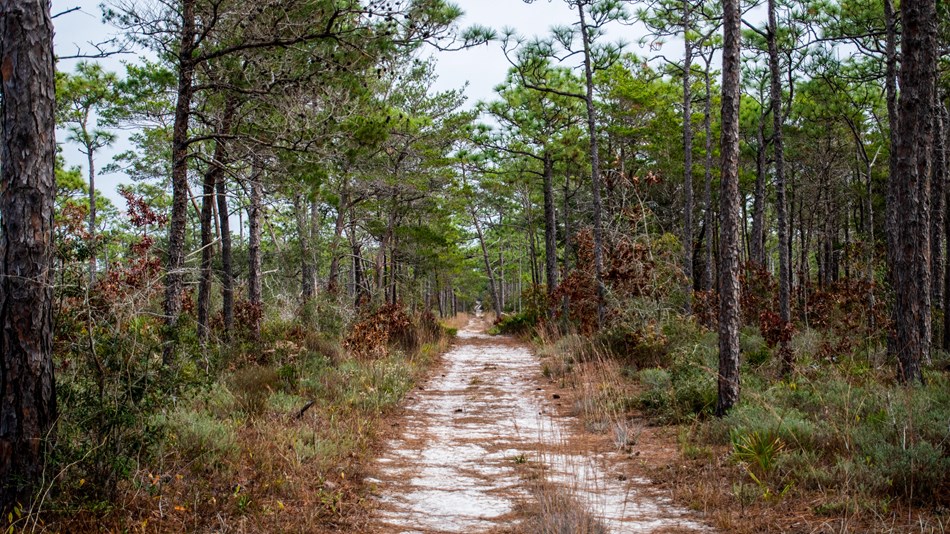 A sandy path cuts through coastal pine trees.