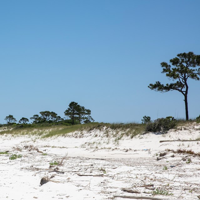 White sands and sparse vegetation