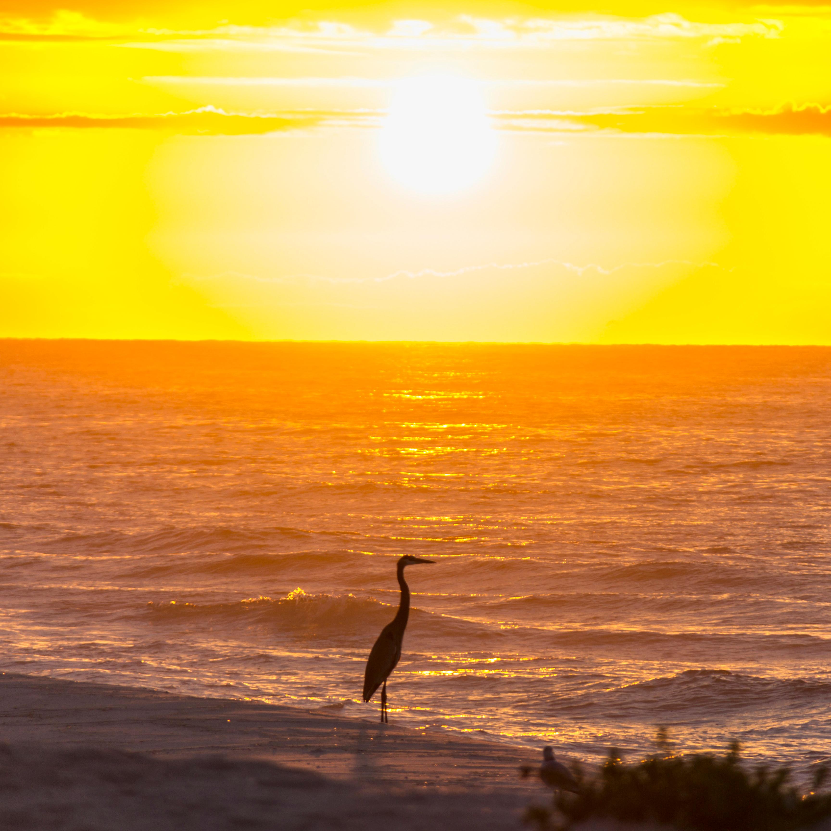 The sun sets of the Gulf of Mexico with a sandy beach and a bird in the foreground.