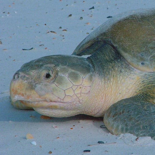 Kemps Ridley Sea Turtle on sand.