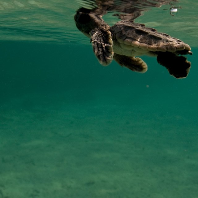 A hatchling sea turtle as seen from underwater.