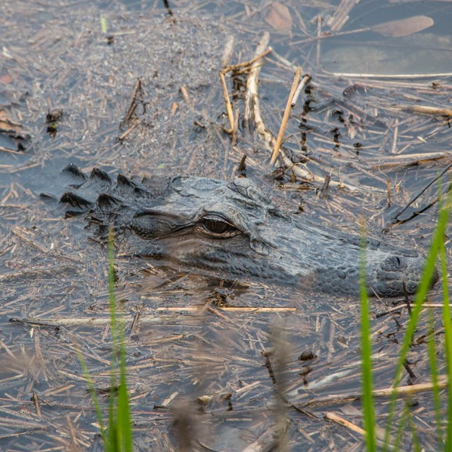 An alligator is partially submerged in water filled with grass and reeds.