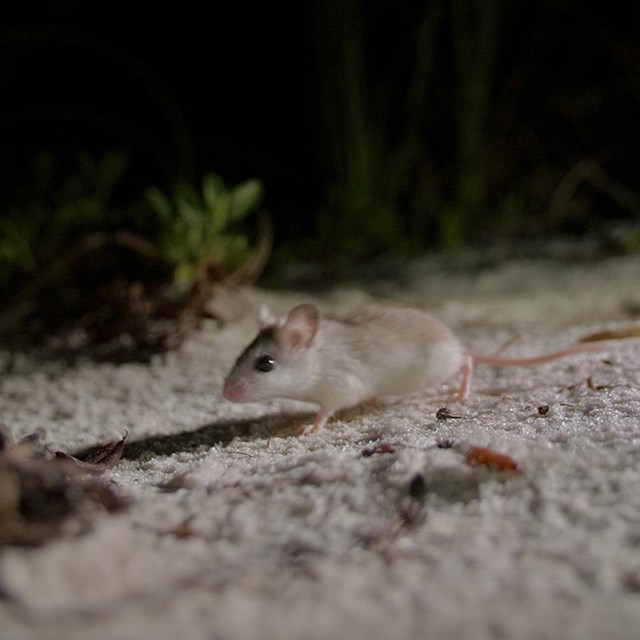A beach mouse walks on a white sand dune at night.