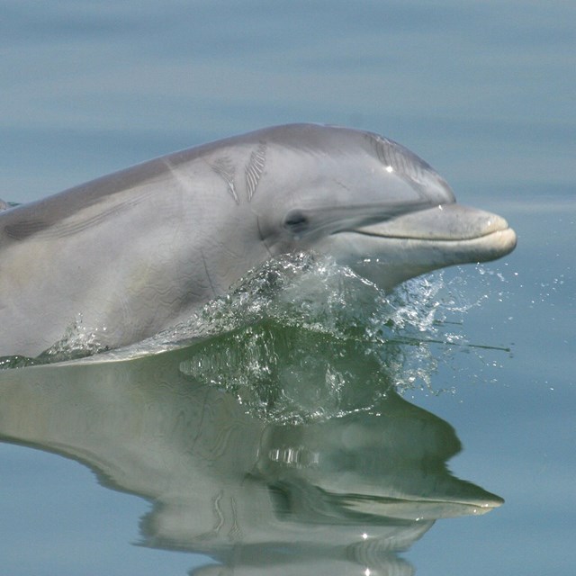 A dolphin raises its head out of the water.