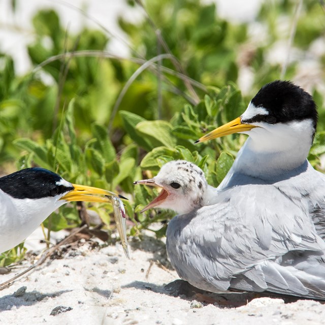 Two adult shorebirds feed a small chick on a sandy beach.