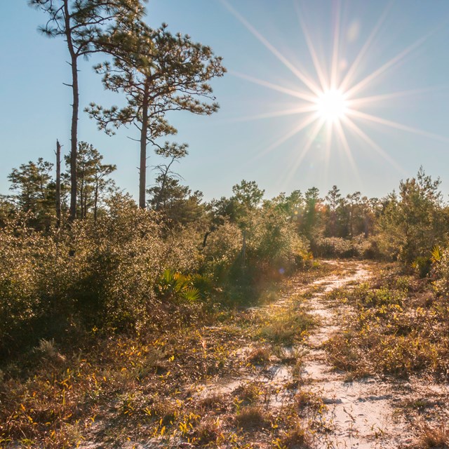 A sandy path winds through a maritime forest.