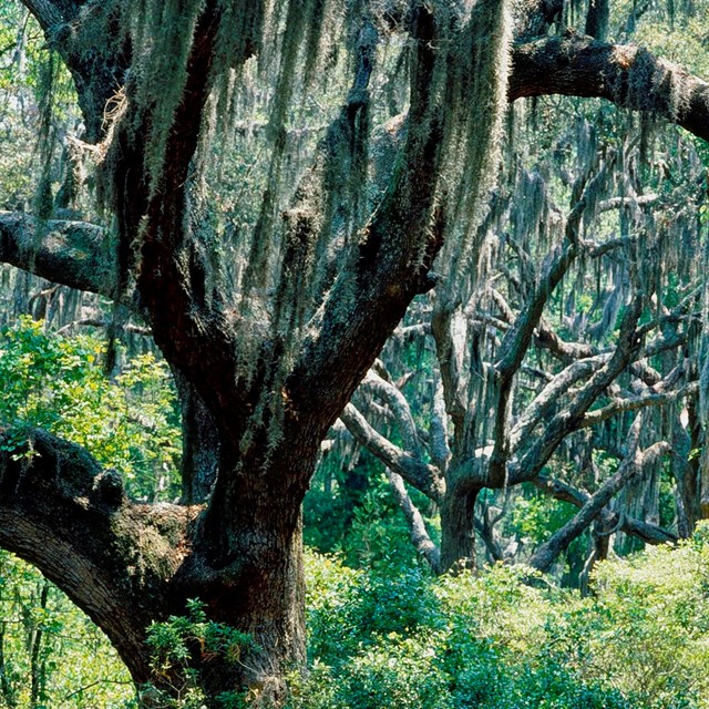 Naval Live Oaks Area Gulf Islands National Seas U S Spanish Moss Hangs From A Stand Of Live Oak Trees
