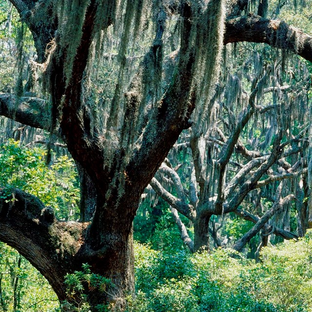 Spanish moss hangs from a stand of live oak trees.