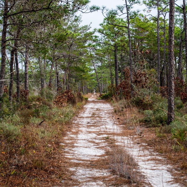 A sandy path winds lined with pine needles trails into the forest.