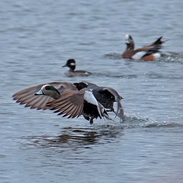 Two ducks take flight from water.