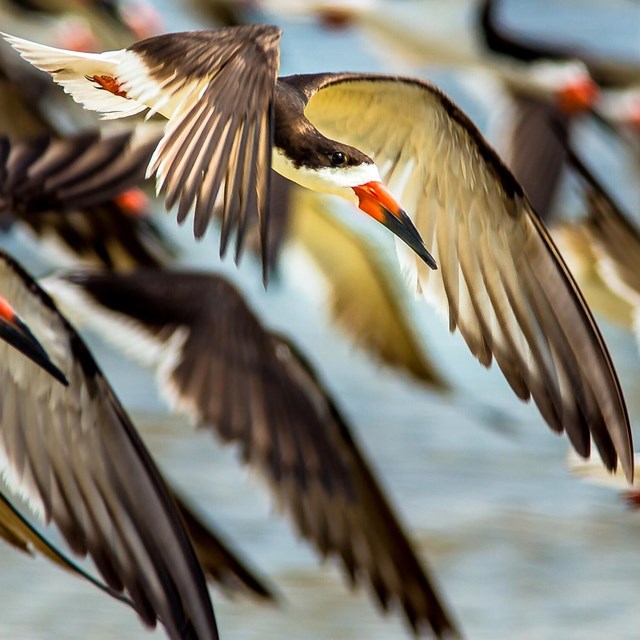 A group of black winged and beaked birds fly together.