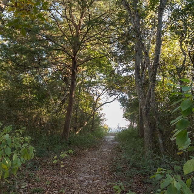 Dirt path cutting through a forest of thick green trees.