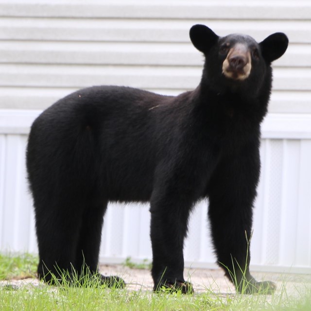 An young black bear stands facing the camera.