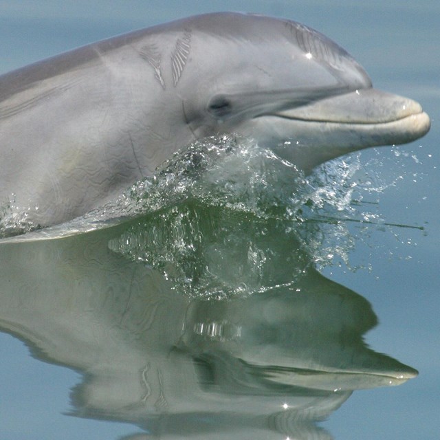 A dolphin lifts its head out of the water.