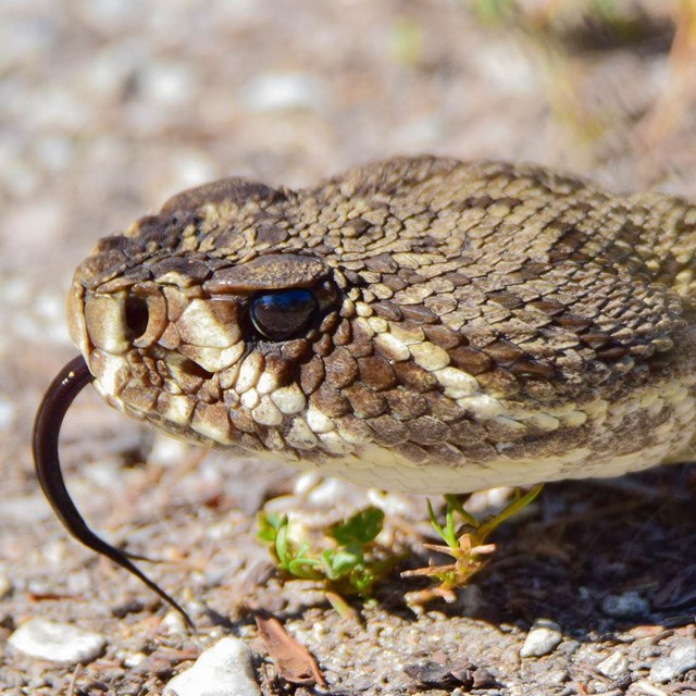 Eastern Diamondback Rattlesnake Head