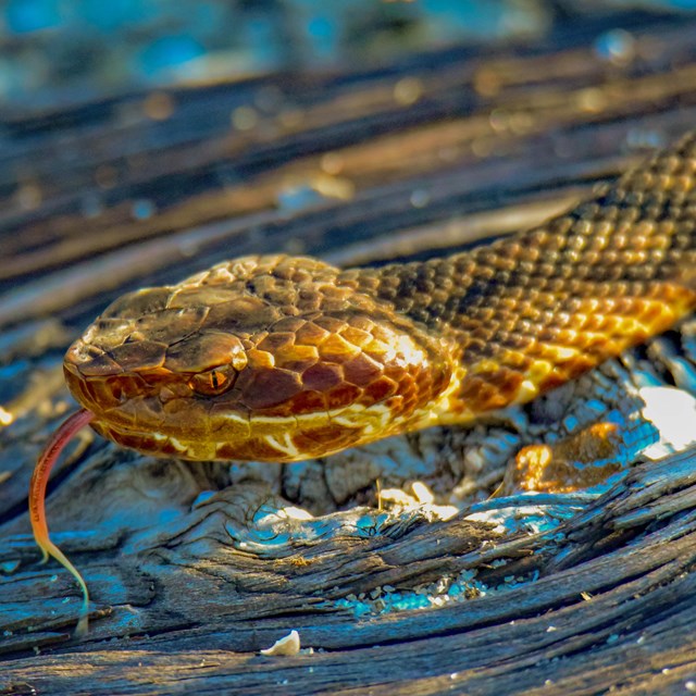 A cottonmouth snake moves along a dead log with its tongue out.