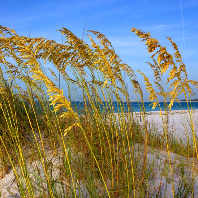 Sea oats grow out of a white sand dune on a beach.