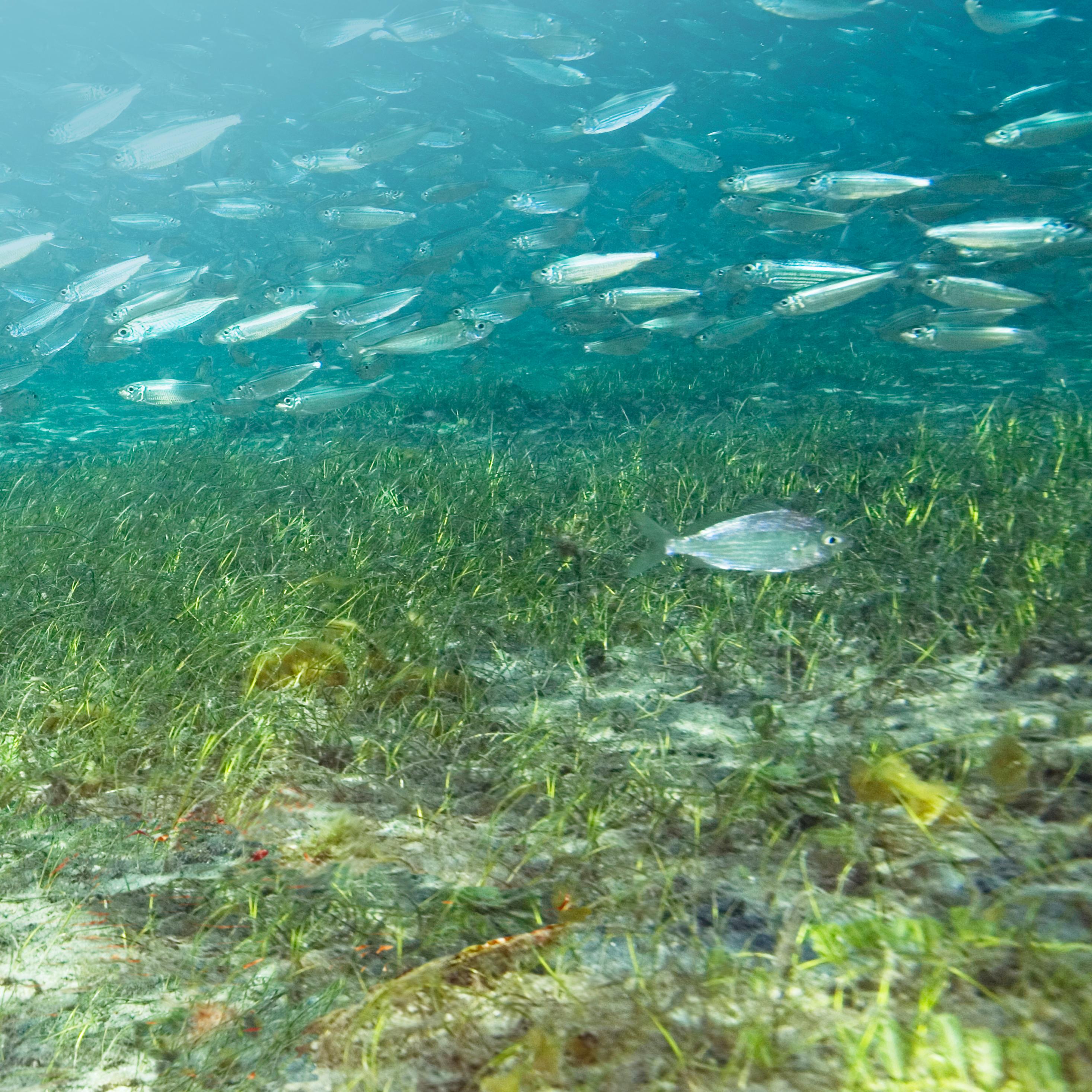 An underwater image of seagrass beds in clear blue water.