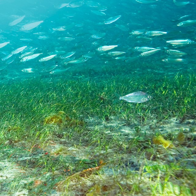 An underwater image of seagrass beds in clear blue water.