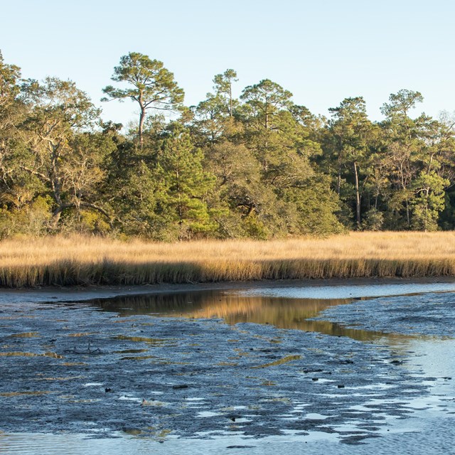 Seagrass - Gulf Islands National Seashore (U.S. National Park Service)