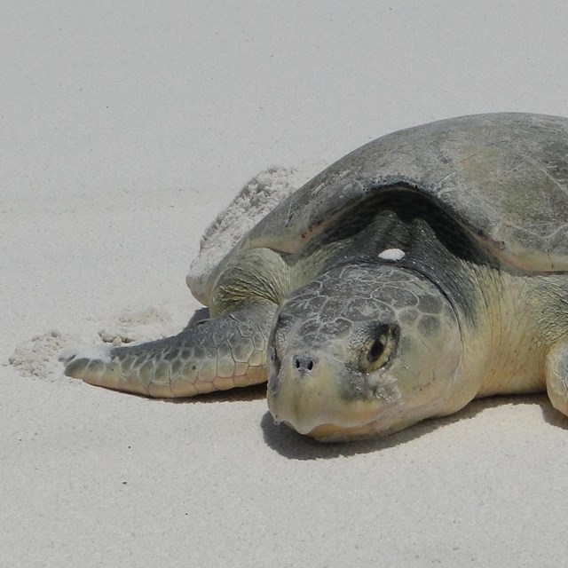 Kemp's Ridley craws through the sand.