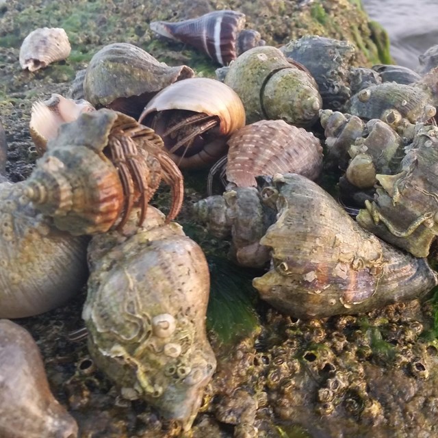 Several hermit crabs huddle together on an algae covered rock in the water.