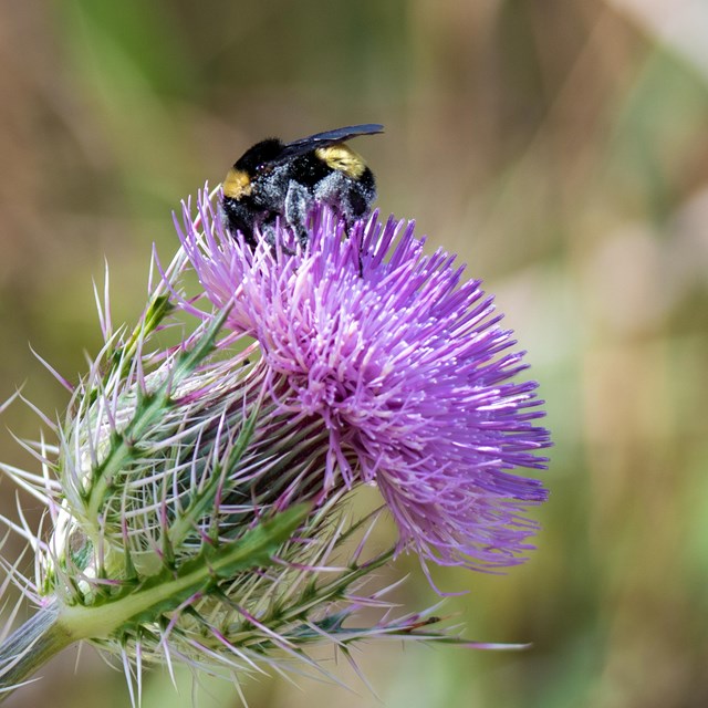 Santa Rosa Bee on purple thistle. NPS/Doggrell