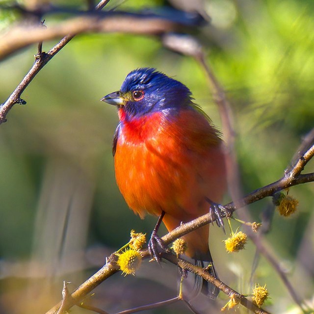 Multicolored bird on tree branch. NPS/Doggrell